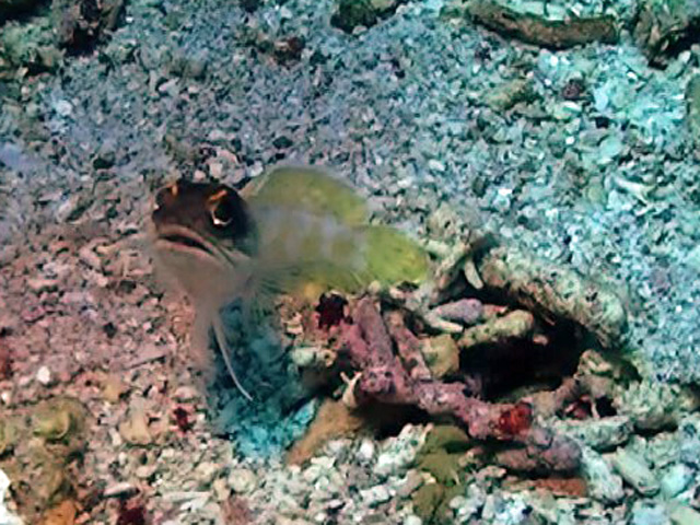 Yellowbarred Jawfish